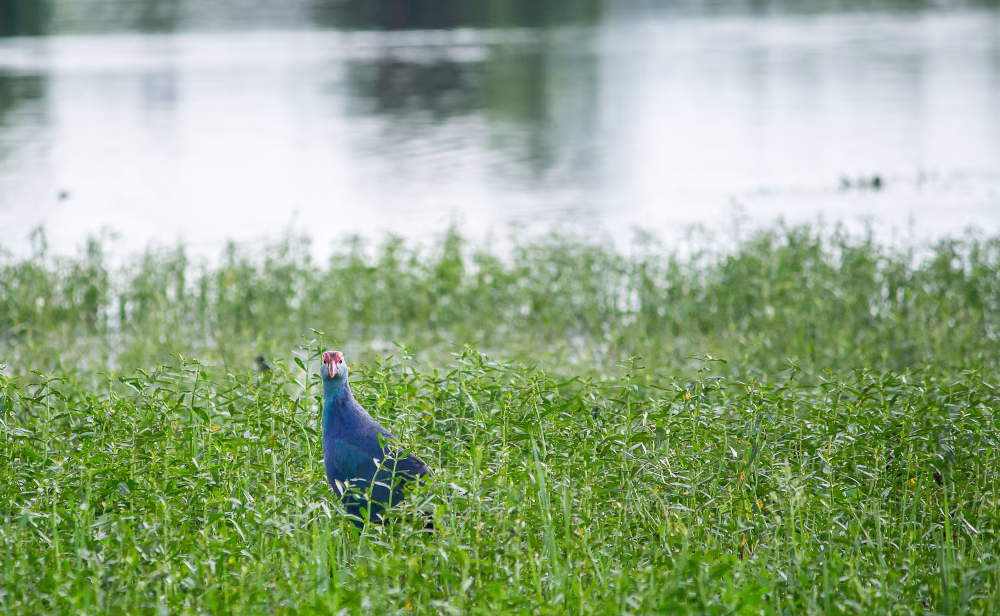 Purple Swamphen in Lush Green Wetlands by a Serene Lake