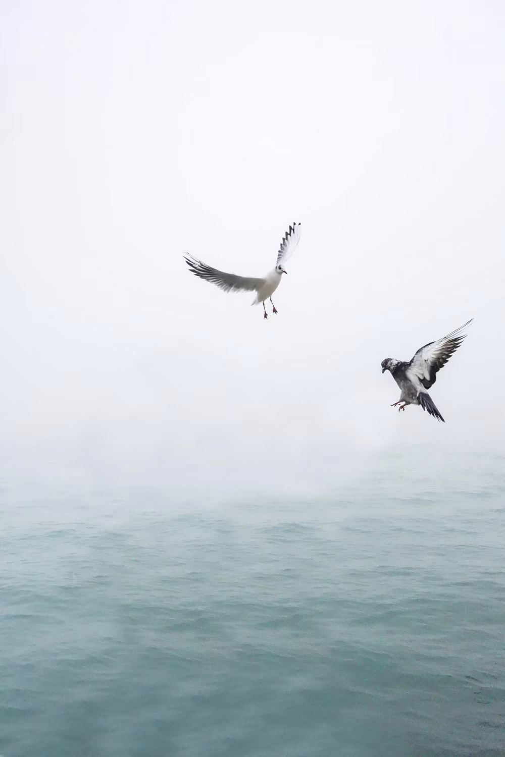 Seagull and Pigeon Flying Over Calm Ocean in a Foggy Atmosphere