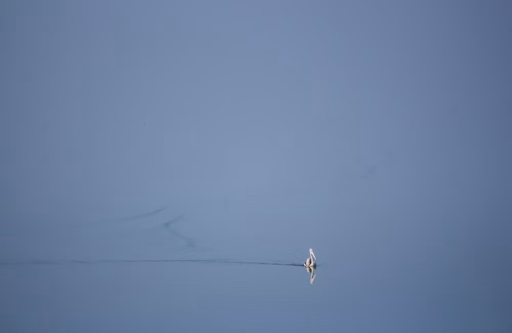 Serene Landscape with Bird Gliding on Tranquil Blue Water Surface