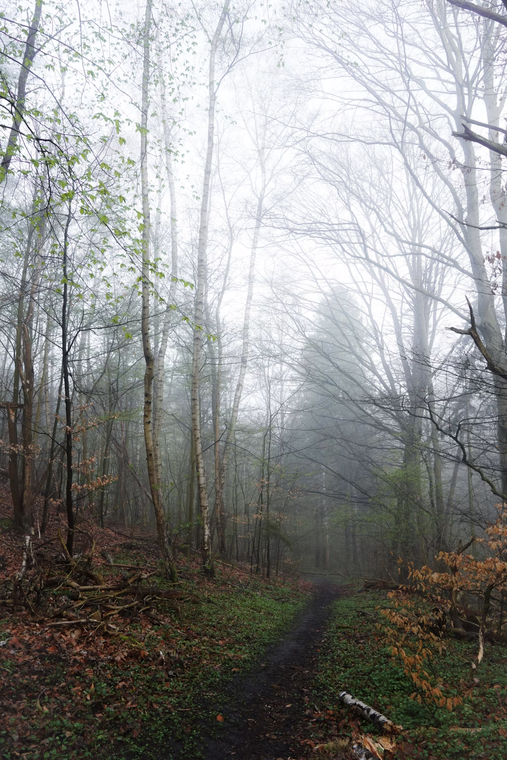 Serene Misty Forest Path Through Birch Trees in Early Spring