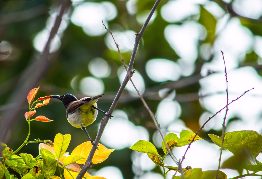 Small Bird Perched On Thin Branch Among Green and Autumn Leaves in Sunlit Forest Scene