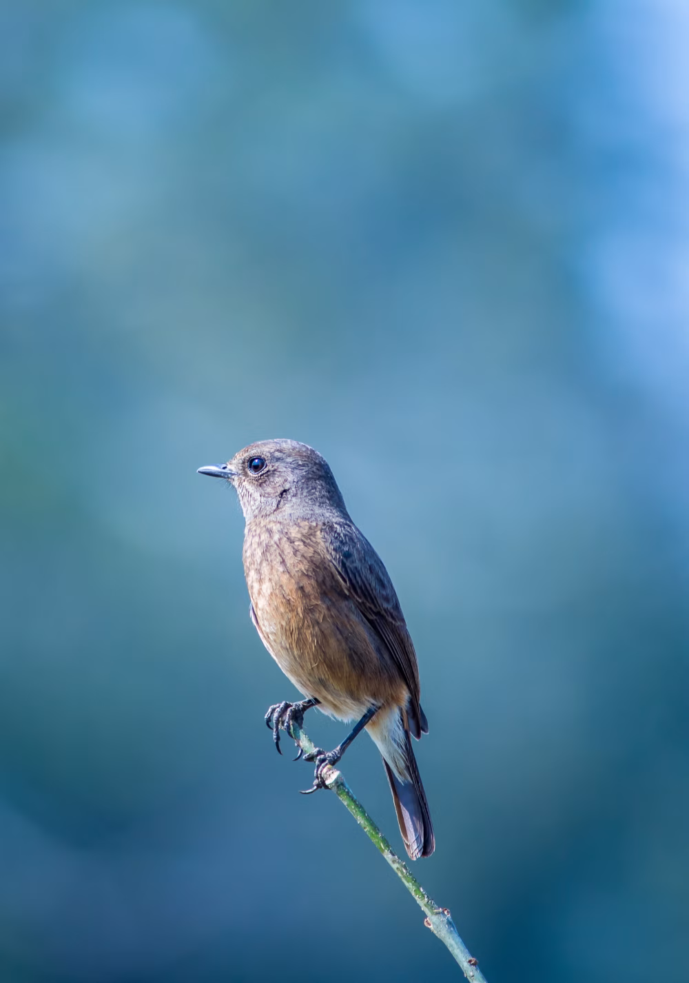 Small Brown Bird Perched on Thin Branch Against Soft Blue Green Background