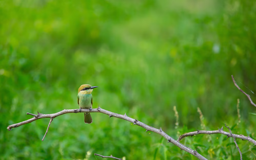 Small Green Bird Perched On A Branch In Lush Greenery, Quiet Wildlife Moment