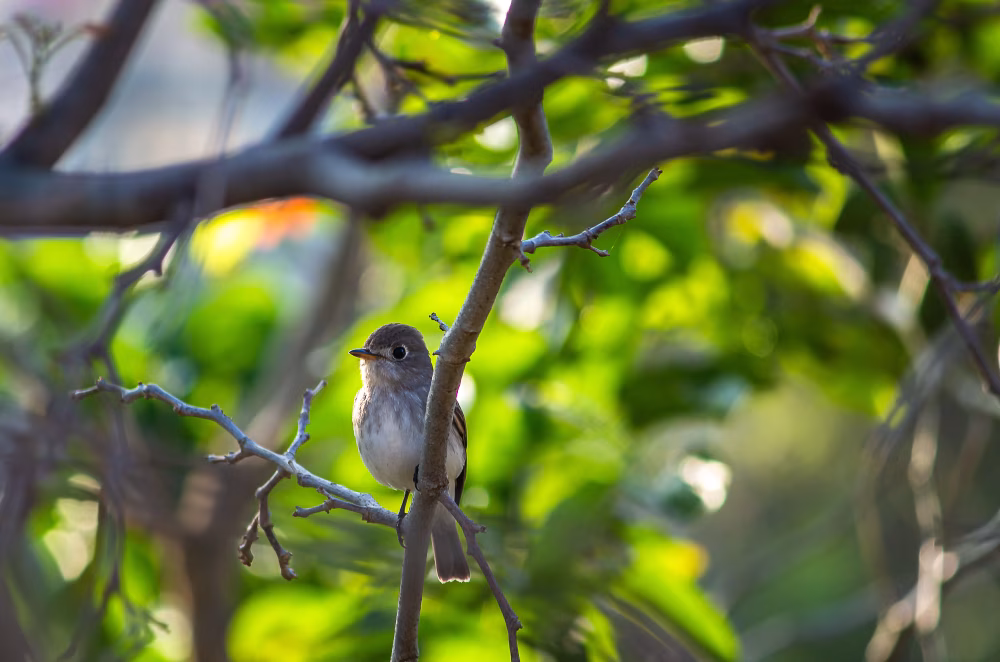 Small Songbird Perched on Branch Among Bright Green Foliage in Soft Focus