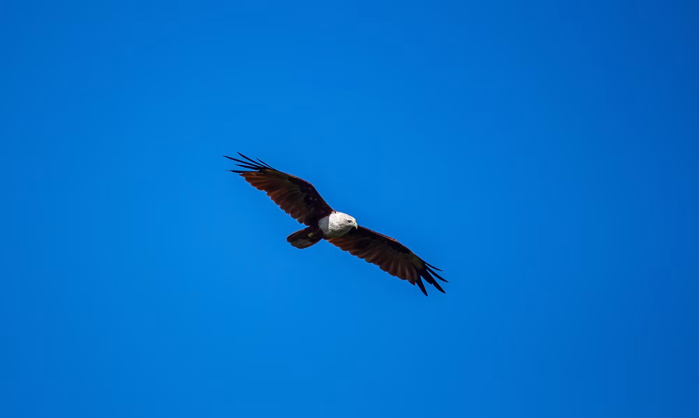 Soaring Eagle in Clear Blue Sky With Wide Wings Spread, Freedom and Nature