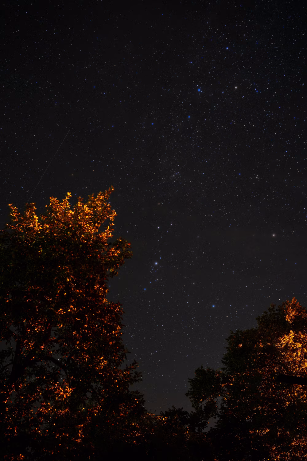 Starry Night Sky and Trees Illuminated by Ambient Light
