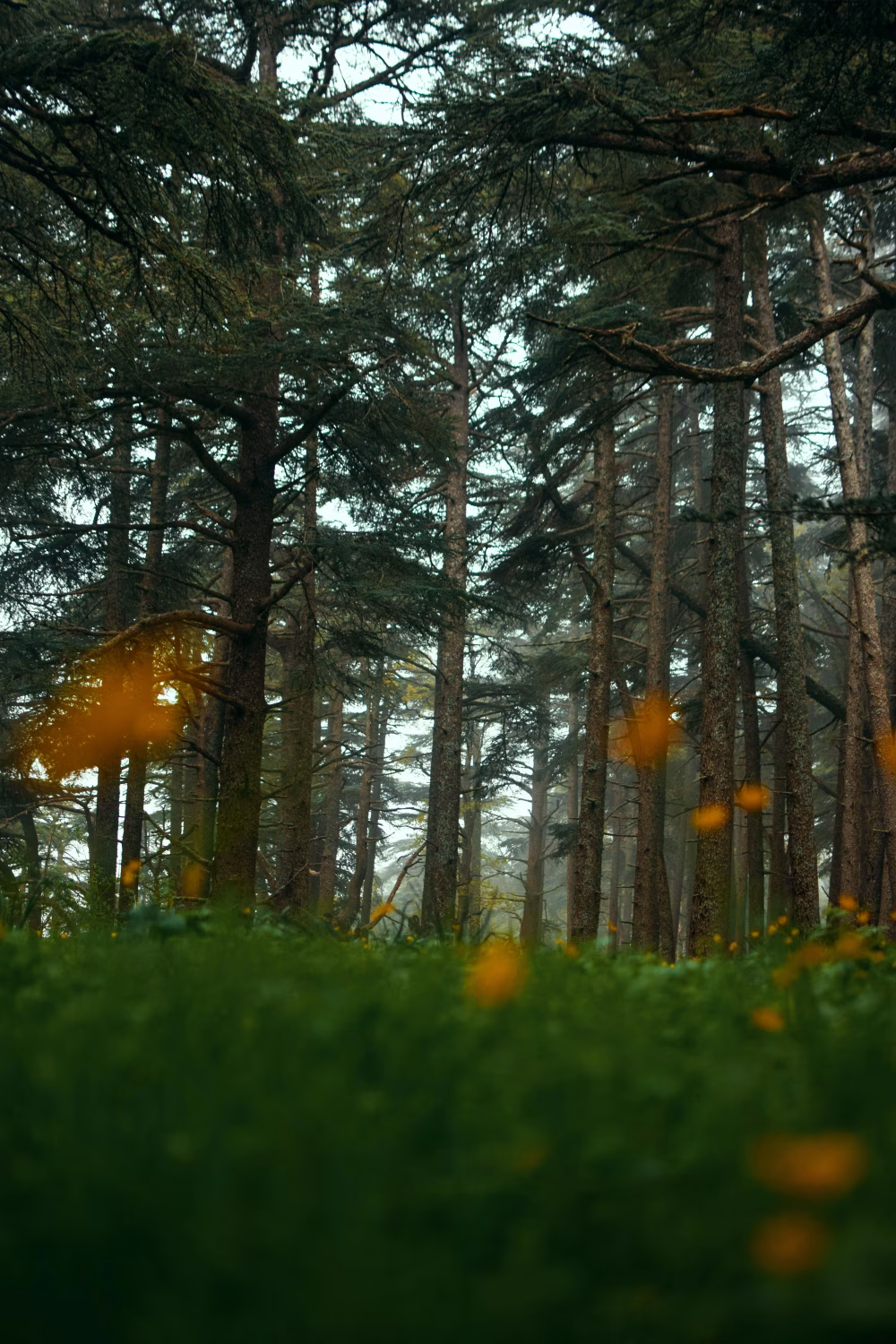 Tranquil Forest Scene With Blooming Flowers and Tall Evergreens