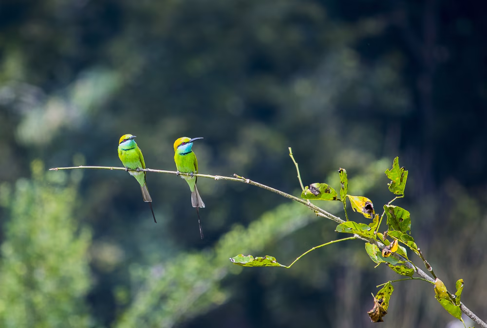 Two Green Bee-Eaters Perched on a Branch in a Lush Natural Setting