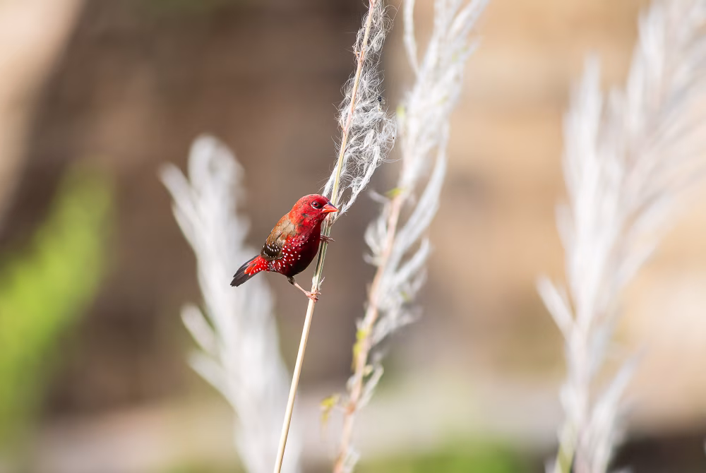 Vibrant Red Bird Perched on Grass with a Natural Background
