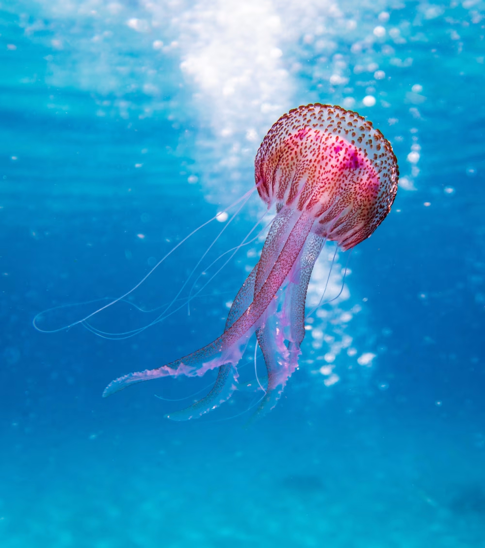 Vivid Pink Jellyfish Swimming Gracefully in Crystal Clear Blue Ocean Waters