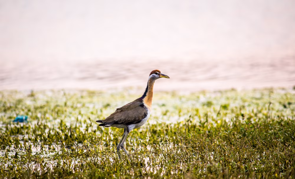 Wading Bird Standing in Grassy Wetland Near Tranquil Water