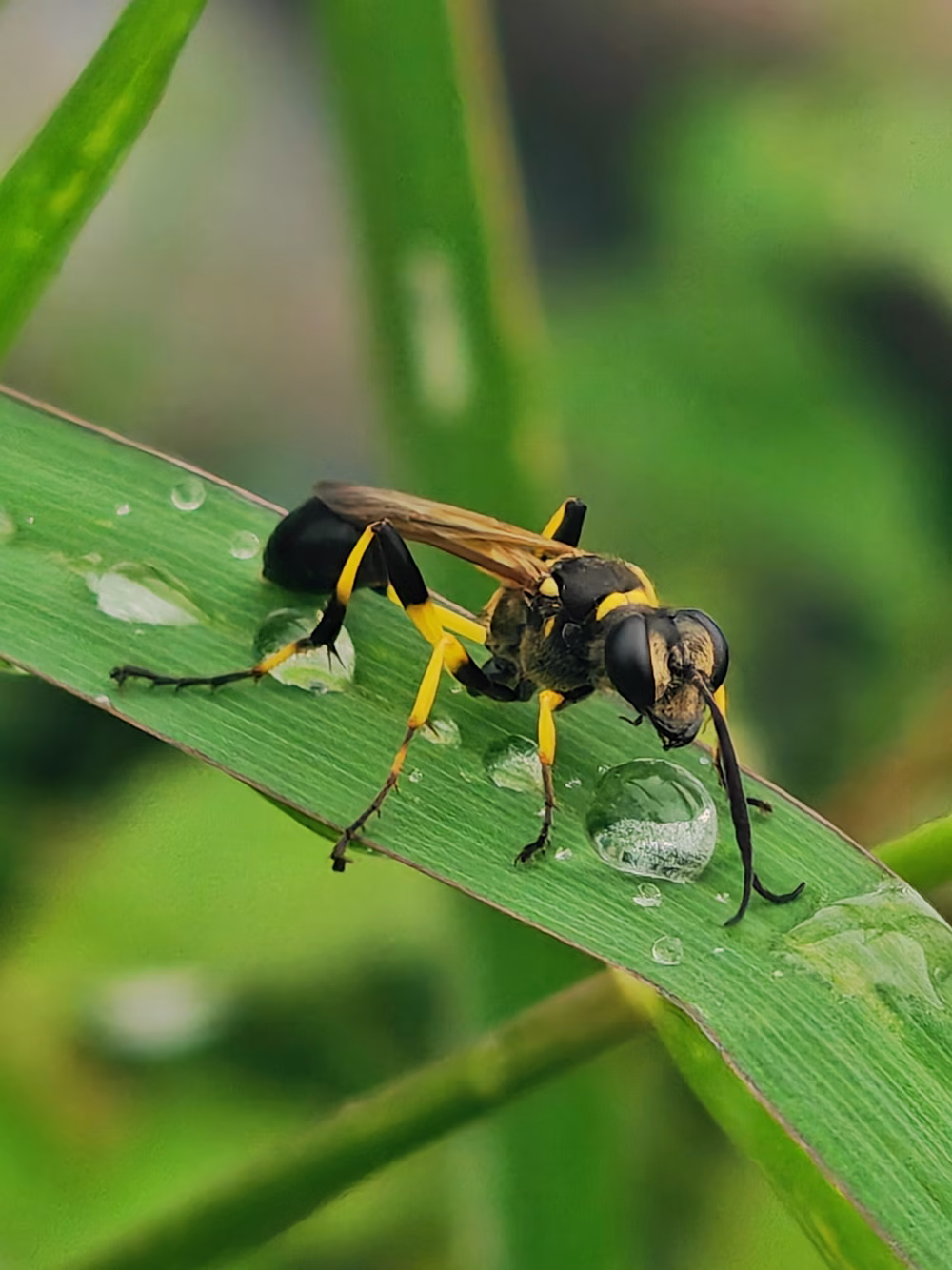 Wasp in action
