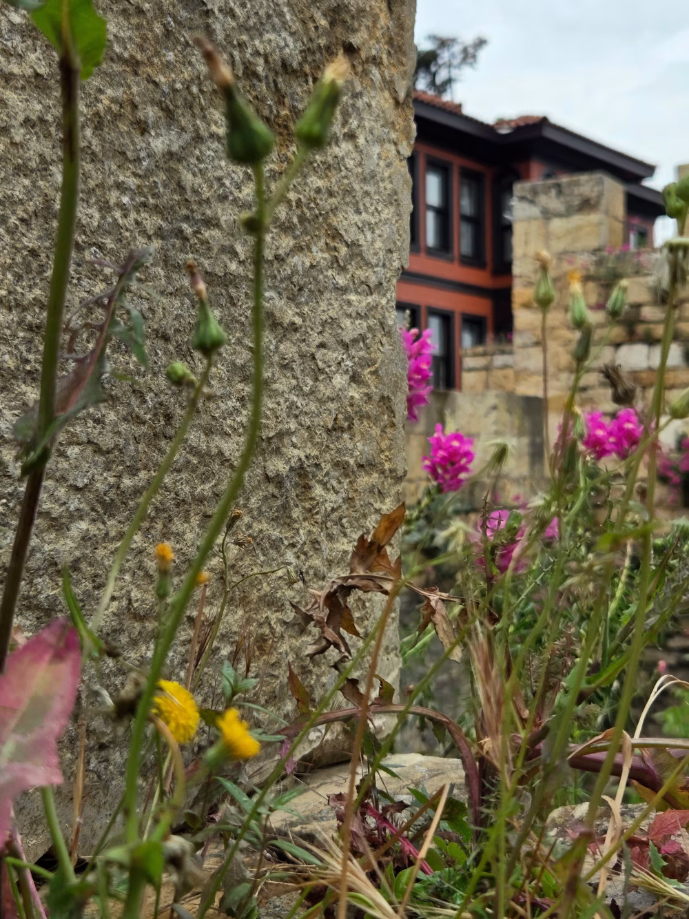 Wildflowers Growing Amidst Ancient Stone Walls and Historic Architecture