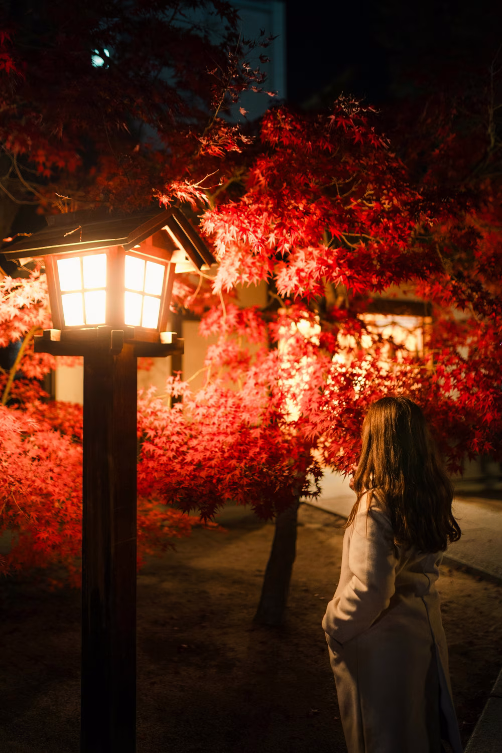 Woman Admiring Illuminated Autumn Foliage Beside Traditional Japanese Lantern at Night