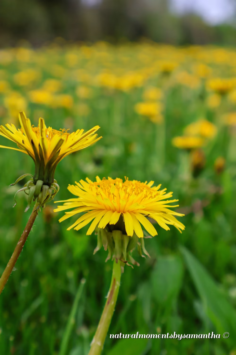 Yellow Field