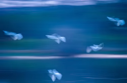 Abstract Motion Blur of White Birds Flying Over a Blue Lake Landscape
