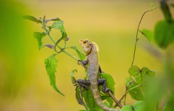 Bearded Dragon Perched On Green Vine In Bright Natural Field Setting