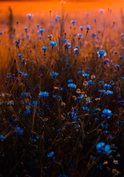 Beautiful Blue Wildflowers Blooming in a Glowing Sunset Field Scenery