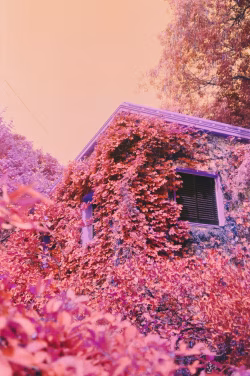 Beautiful Vintage-Style House Covered with Vibrant Pink and Red Leaves