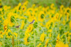 Birds Perching on Sunflowers in a Vibrant Summer Field