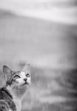 Black And White Portrait of a Cat Looking Thoughtfully Into The Distance