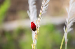 Bright Red Bird Perched on a Reed in a Natural Setting