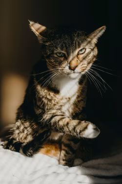 Calm Tabby Cat Sitting Under Warm Sunlight Looking Intently With One Raised Paw