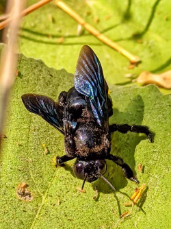 Carpenter bee in action