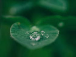 Close-Up of a Dewdrop Resting on a Fresh Green Leaf Surface