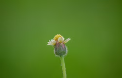 Close-Up Of A Tiny Yellow Daisy Bud On A Fresh Green Background