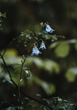 Close-Up of Blue Flowers with Rain Droplets in a Lush Forest Setting