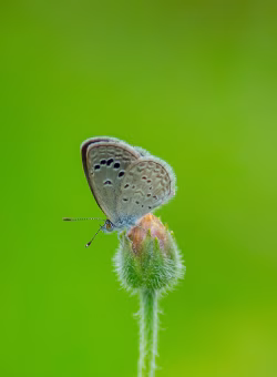 Close-Up of Butterfly Perched on Bud Against Vibrant Green Background