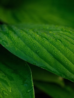 Close-Up of Dew-Covered Green Leaves in Morning Light