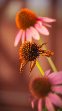 Close-Up of Vibrant Blossoms Showcasing Nature's Beauty in Detailed Form