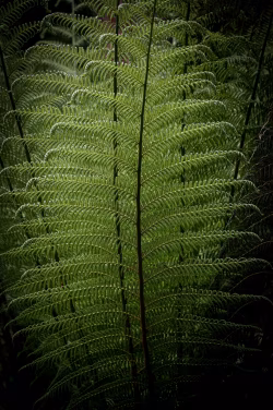 Close-Up View of Lush Green Fern Fronds in Natural Light