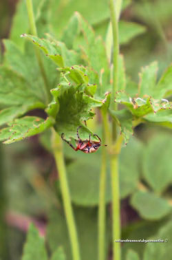 Closeup of a Vibrant Bug on Fresh Green Foliage in Nature