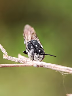 Closeup of cuckoo bee