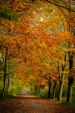 Colorful Autumn Forest Path Lined With Trees and Fallen Leaves