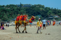 Colorful Decorated Camel On Busy Beach With Tourists, Vendors And Local Visitors