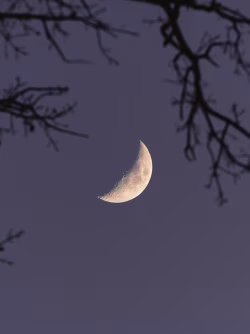 Crescent Moon in Evening Sky Framed by Branches