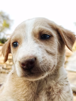 Cute little 🐾