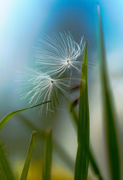 Delicate Dandelion Seeds Floating Gracefully in a Serene Background