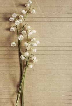 Delicate Lily of the Valley Flowers on Lined Brown Paper
