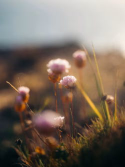 Delicate Pink Flowers on Blurred Field Illuminated by Soft Sunlight