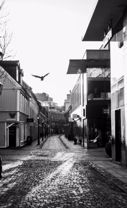 Deserted Cobblestone Street in City with Bird Flying in Monochrome Scene