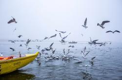 Flock of Birds Flying Above Water Next to a Yellow Wooden Boat