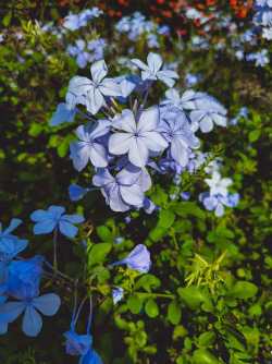 Flower in a garden