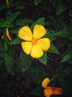 Glowy yellow flower