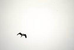 Graceful Bird Flying Through a Bright and Spacious Sky
