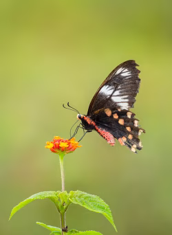 Graceful Butterfly Resting on Vibrant Flower Bloom in Natural Green Background